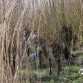 IMG_1685058
