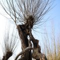 IMG_1685096