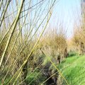 IMG_1685174