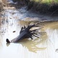 IMG_1685187