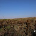 IMG_1685237