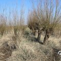 IMG_1685261
