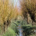 IMG_1685270