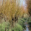 IMG_1685274