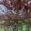 IMG_1688350