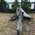 IMG_1694147