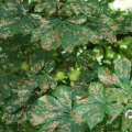 IMG_1704910