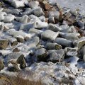 IMG_1727746