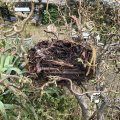 IMG_1731862