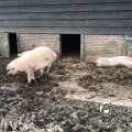 IMG_1731835