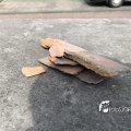 IMG_1732125