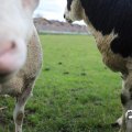 IMG_1732308