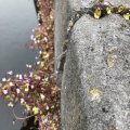 IMG_1742596