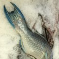 IMG_1759802