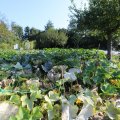 IMG_1759324