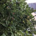 JPG_1761309