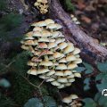 IMG_1765526