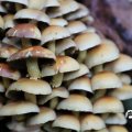IMG_1765529