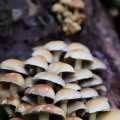 IMG_1765531