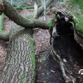 IMG_1765600