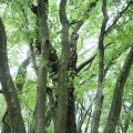 IMG_1765603