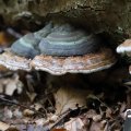 IMG_1765612