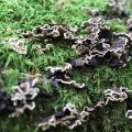 IMG_1765621