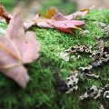 IMG_1765625
