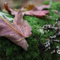 IMG_1765628