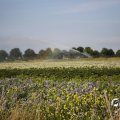 IMG_1821781