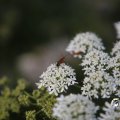 IMG_1821820