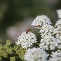 IMG_1821823