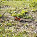 IMG_1821831