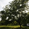 IMG_1821852