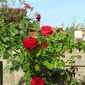 IMG_1822923