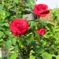IMG_1822925