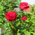 IMG_1822926