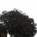 IMG_1823025