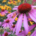 IMG_1823035