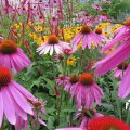 IMG_1823041