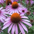 IMG_1823042