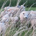 IMG_1823159