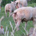 IMG_1823164