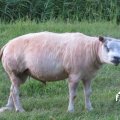 IMG_1823169