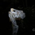 IMG_1847186