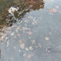 IMG_1859738
