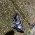 IMG_1860055