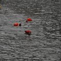 IMG_1888412