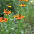 IMG_1989093
