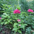 IMG_1989114